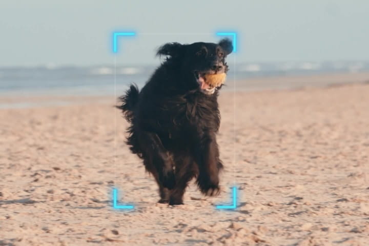 img-tail-air-ai-tracking-amimal (1)